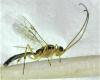 Oedemopsis scabricula